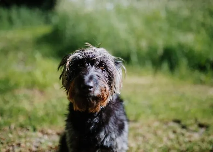 Demeure Du Canteloup הונפלר