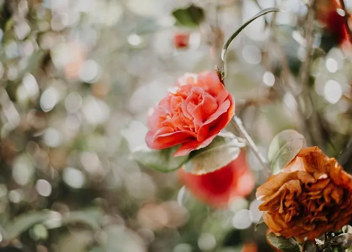 Demeure Du Canteloup * הונפלר