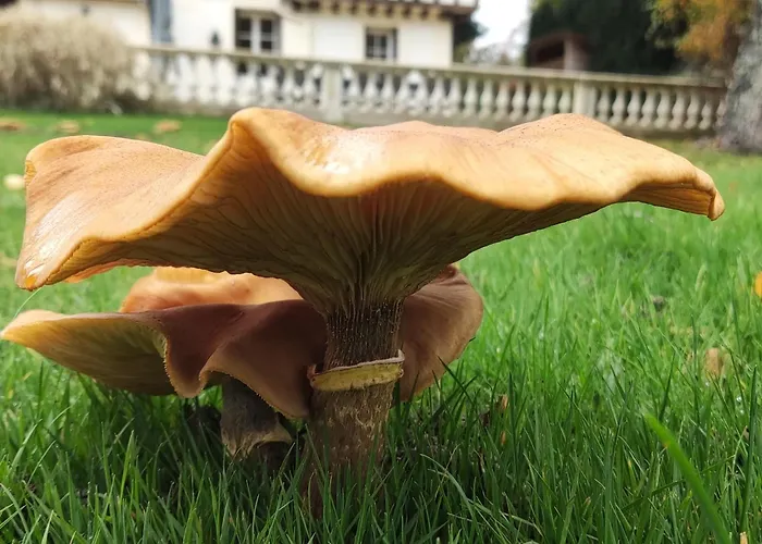 Demeure Du Canteloup וילה *